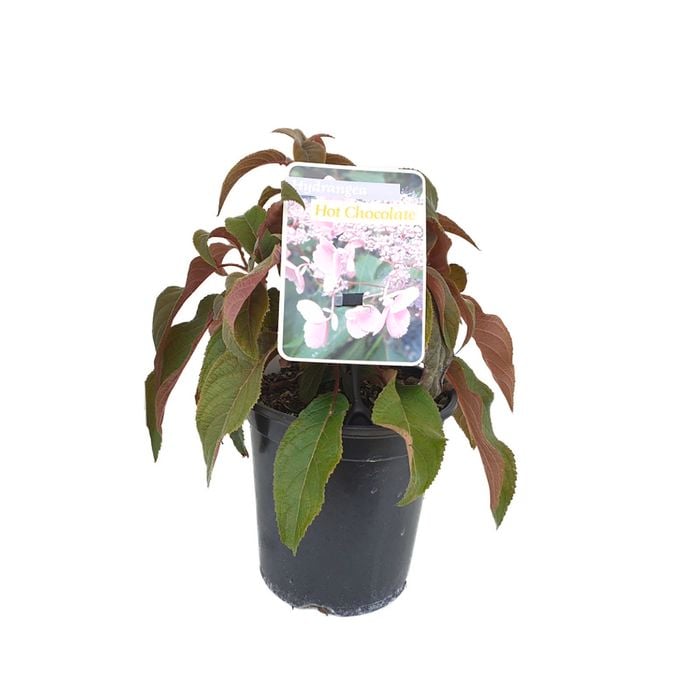 200 mm Hydrangea Hot Chocolate