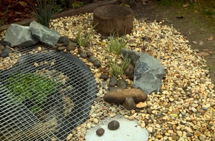 Frog pond with a mesh cover on top.