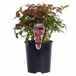 140mm Dwarf Sacred Bamboo - Nandina domestica Nana