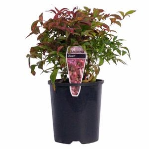140mm Dwarf Sacred Bamboo - Nandina domestica Nana