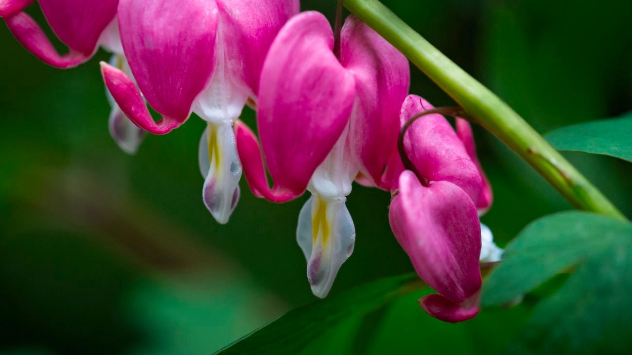 Bleeding heart flowers close up