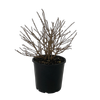 4.5L Japanese 'Snowball' Tree - Viburnum plicatum Summer Snowflake