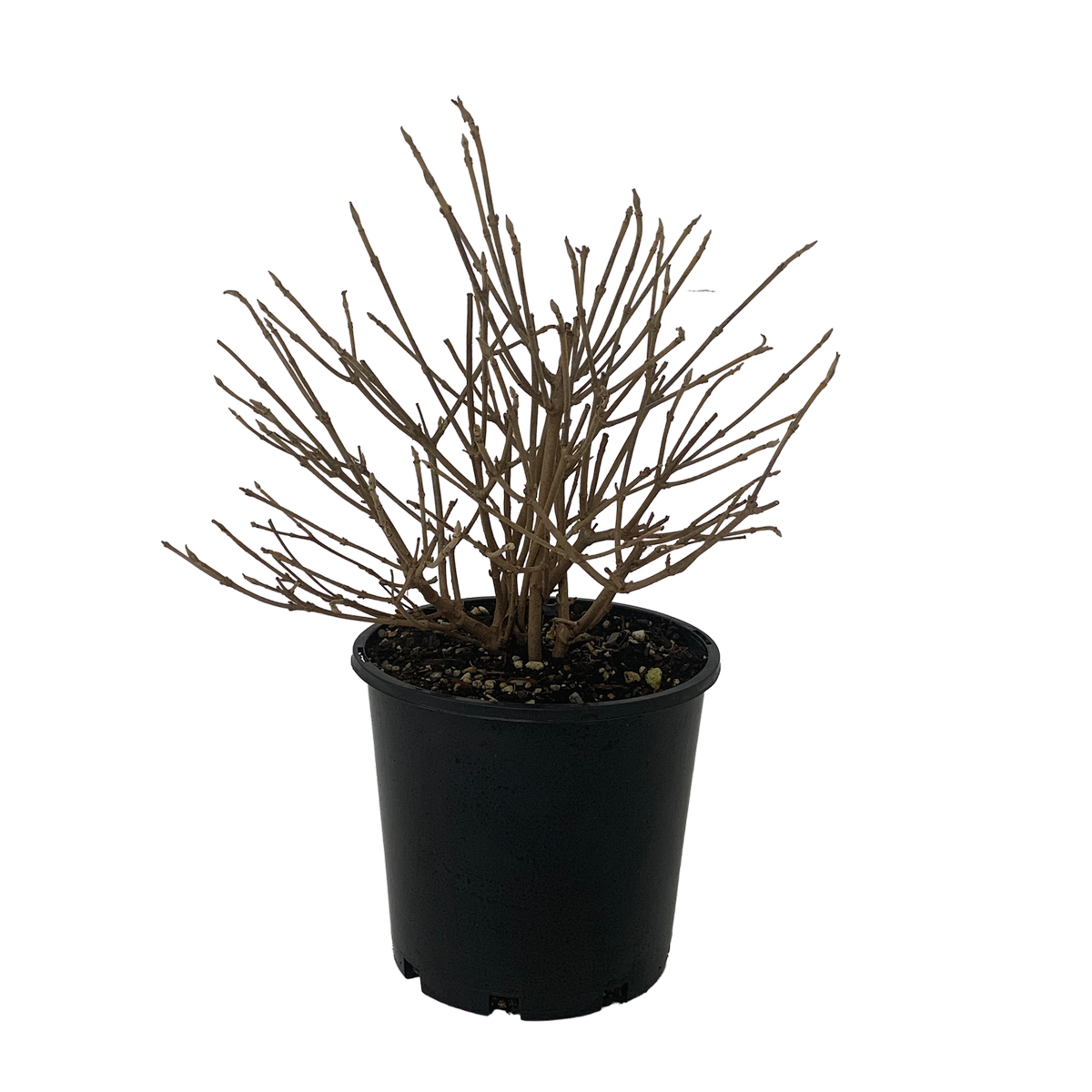 4.5L Japanese 'Snowball' Tree - Viburnum plicatum Summer Snowflake ...