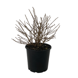 4.5L Japanese 'Snowball' Tree - Viburnum plicatum Summer Snowflake