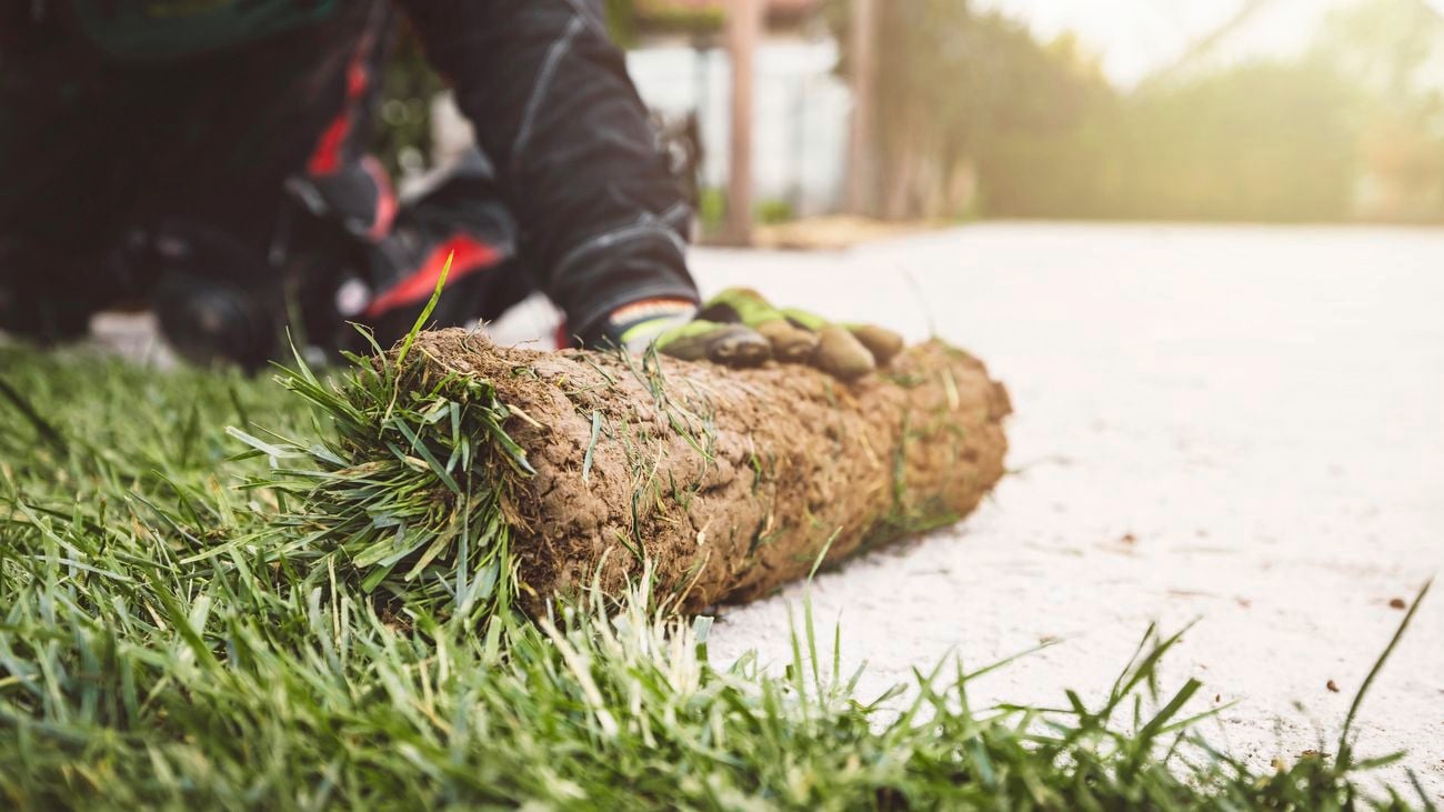 A person rolling out a strip of turf
