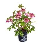 175mm Hellebore - Helleborus Tutu