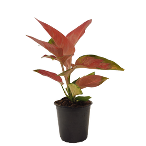 120mm Chinese Evergreen - Aglaonema commutatum China Red