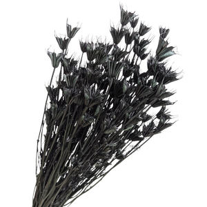 Blooms Of Joy 50cm Black Nigella Flowers