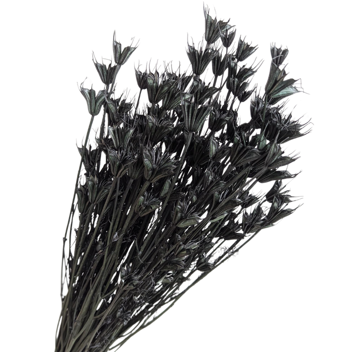 Blooms Of Joy 50cm Black Nigella Flowers