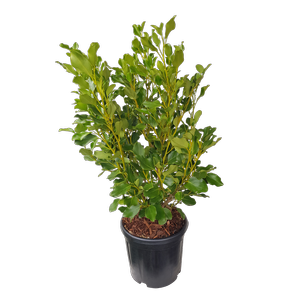 10L Griselinia Broadway Mint - Griselinia littoralis
