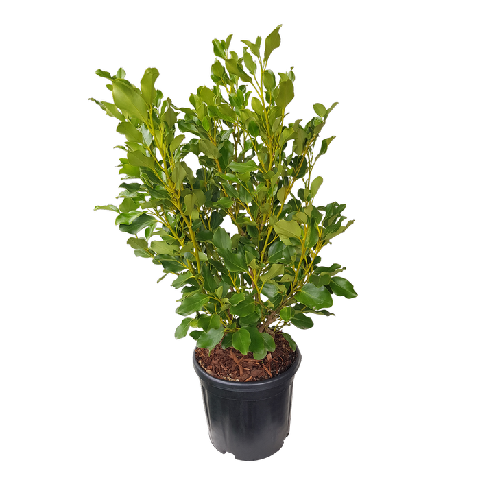 10L Griselinia Broadway Mint - Griselinia littoralis