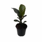 120mm Dwarf Fiddle Leaf Fig - Ficus lyrata Bambino