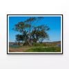 Tree Standing In a Field  Print 100% Australian Made 120x90cm  (Poster)