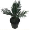 150mm Sago Palm - Cycas revoluta