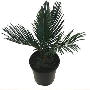 150mm Sago Palm - Cycas revoluta