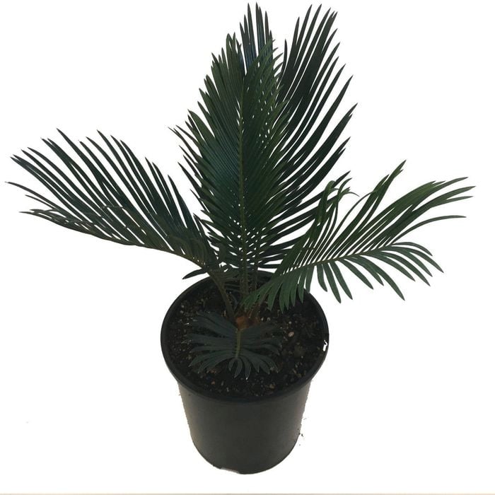 150mm Sago Palm - Cycas revoluta