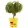 250mm Bagged Multi Graft 2 Way Trixzie Miniture Pixzee / Nectazee Peach Nectarine - Prunus persica