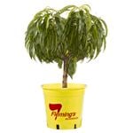 250mm Bagged Multi Graft 2 Way Trixzie Miniture Pixzee / Nectazee Peach Nectarine - Prunus persica