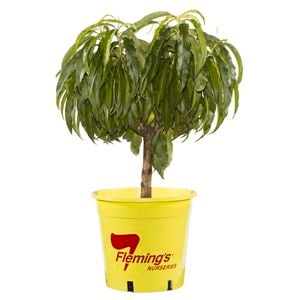 250mm Bagged Multi Graft 2 Way Trixzie Miniture Pixzee / Nectazee Peach Nectarine - Prunus persica
