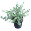 2L Coastal Rosemary Zena - Westringia Zena