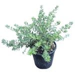 2L Coastal Rosemary Zena - Westringia Zena