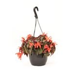 200mm Begonia Dragon Wings Hanging Basket - Begonia hybrida