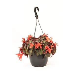 200mm Begonia Dragon Wings Hanging Basket - Begonia hybrida