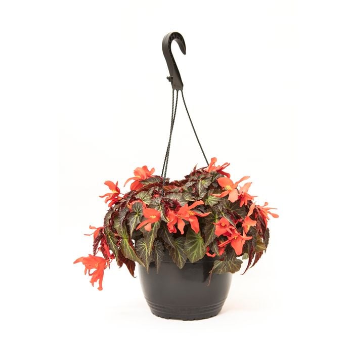200mm Begonia Dragon Wings Hanging Basket - Begonia hybrida