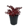 2.5L Coprosma Ignite - Coprosma repens