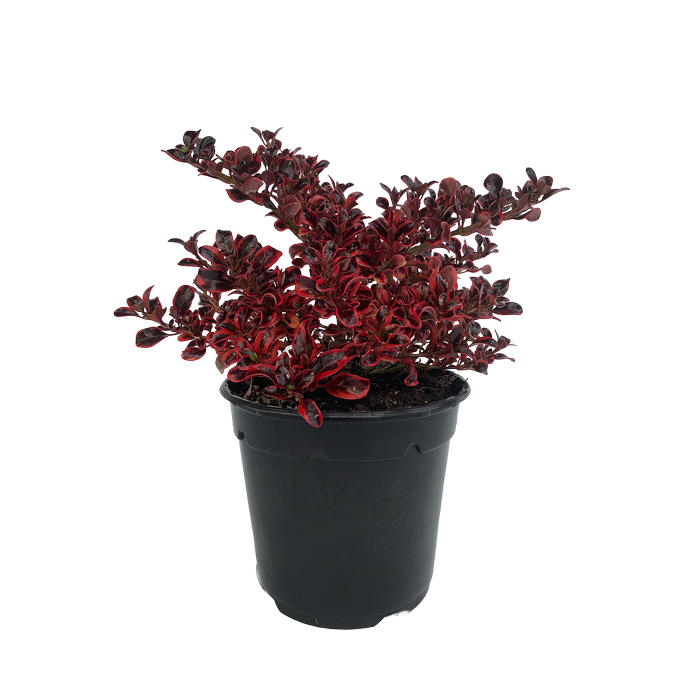 2.5L Coprosma Ignite - Coprosma repens
