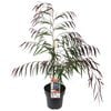 200mm Willow Myrtle - Agonis flexuosa