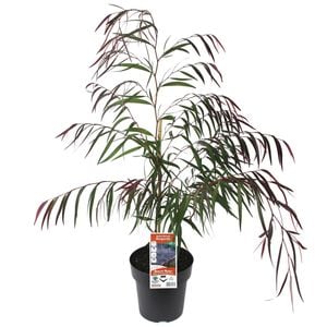 200mm Willow Myrtle - Agonis flexuosa