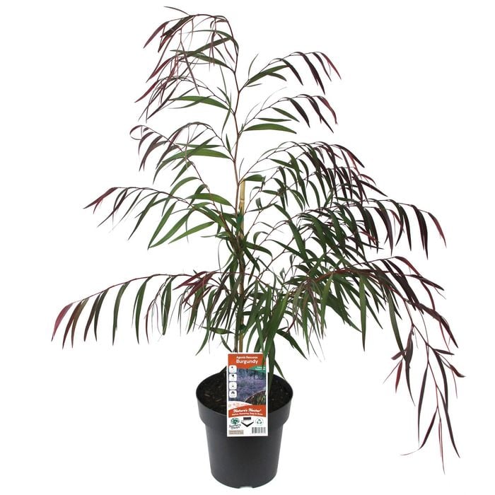 200mm Willow Myrtle - Agonis flexuosa