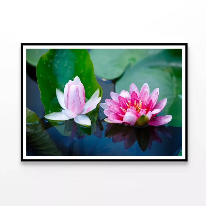 Flowers Blooming On a Lily Pad  Print 100% Australian Made 90x60cm  (Poster)