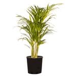 200mm Golden Cane Palm - Dypsis Lutescens