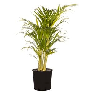 200mm Golden Cane Palm - Dypsis Lutescens