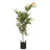 45L Japanese Elm Mushashino - Zelkova serrata Mushashino