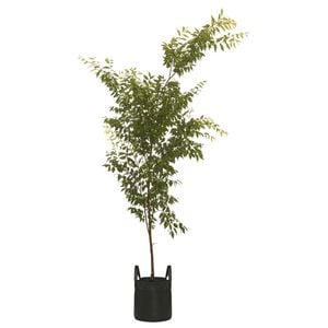 45L Japanese Elm Mushashino - Zelkova serrata Mushashino