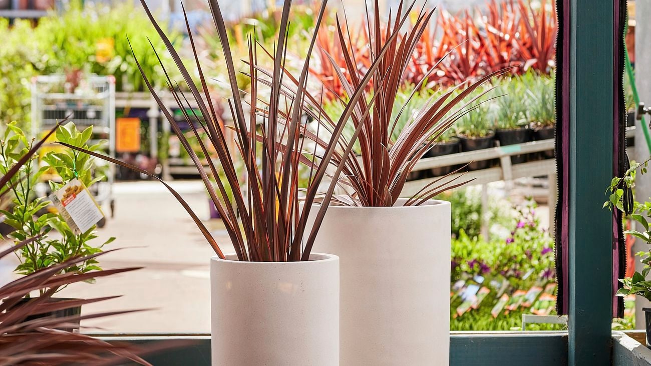 Two white fibre composite pots outside on deck.