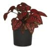 120mm Red Freckle Face - Hypoestes phyllostachya Red Splash