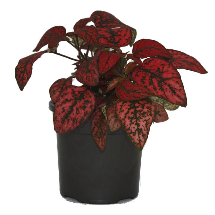 120mm Red Freckle Face - Hypoestes phyllostachya Red Splash