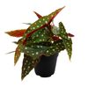 120mm Begonia maculata