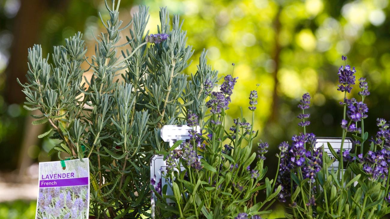 French lavender plants.