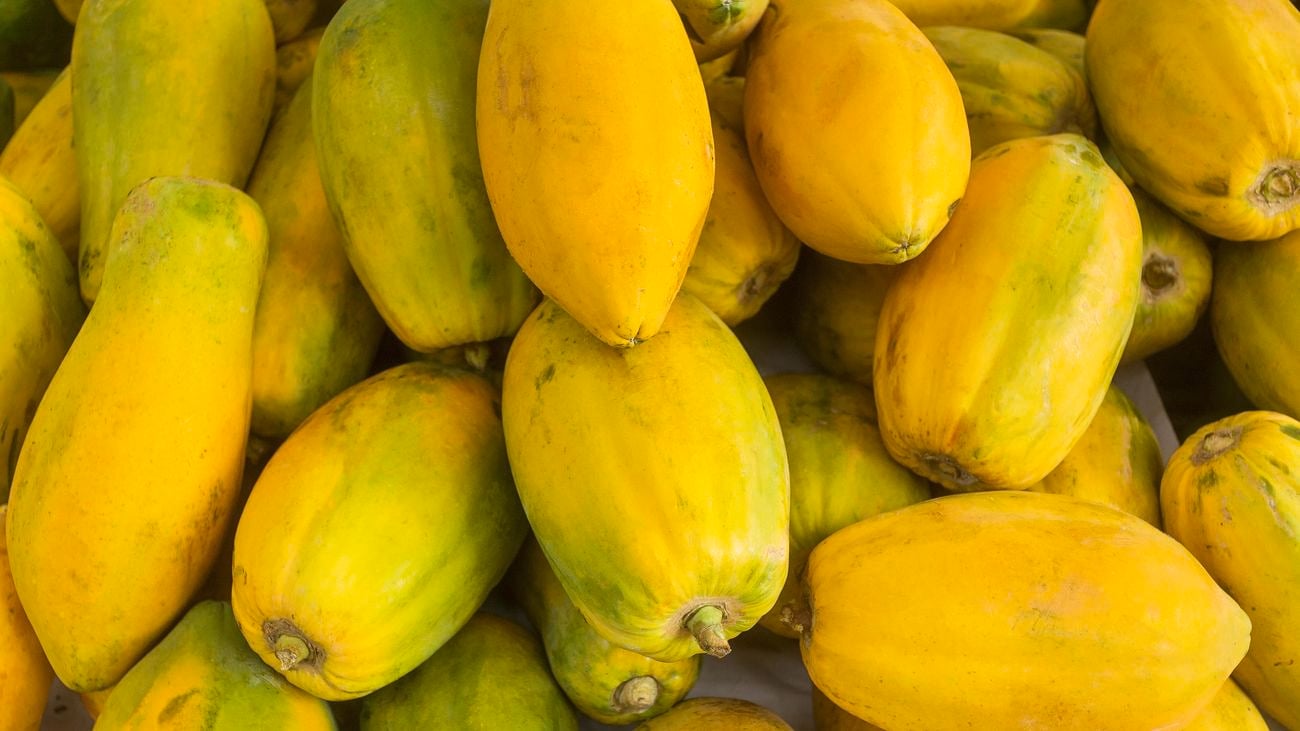 A large pile of papaya with green-and-yellow gradient skin.