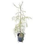 3.3L Rimu Tree - Dacrydium cupressinum