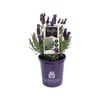 140mm Lavender LAVINNOVA® Plumberry Ruffles - Lavandula