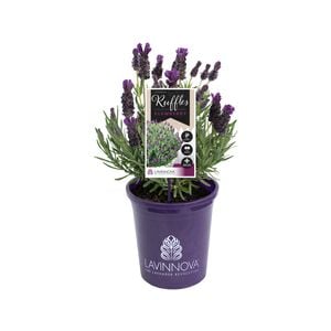 140mm Lavender LAVINNOVA® Plumberry Ruffles - Lavandula