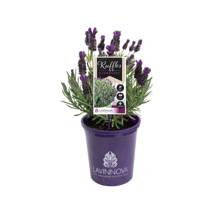 140mm Lavender LAVINNOVA® Plumberry Ruffles - Lavandula