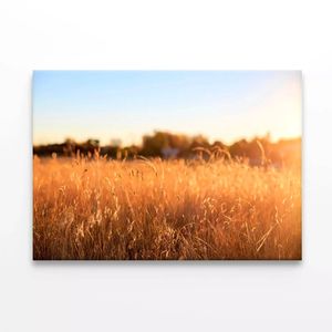 Foxtail Grass Field in the Sun  Print 100% Australian Made 90 x 60cm  (Stretched)