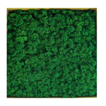 Blooms of Joy 1kg Forrest Green Reindeer Moss